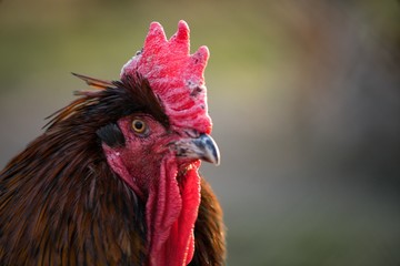 Hen domestic, organic domestic farm, cock detail.