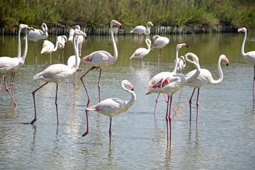 group flamingo animal in a natural water landscape