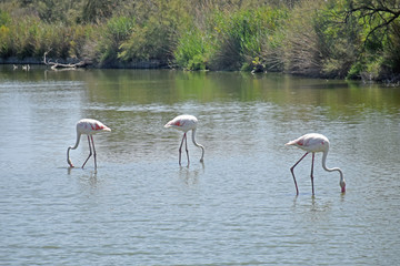 group flamingo animal in a natural water landscape