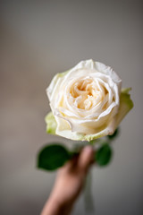 Fototapeta premium white rose flowers, bouquet, the most beautiful flower in a bouquet of a flower shop