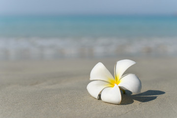 Fototapeta na wymiar White and pink plumeria frangipani flower on sandy beach in front of sea coast. Tropical exotic view. Travel vacation concept. Free copy space.