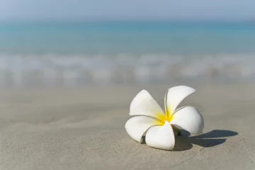 Zelfklevend Fotobehang Witte en roze plumeria frangipani bloem op zandstrand voor de kust van de zee. Tropisch exotisch uitzicht. Reizen vakantie concept. Gratis exemplaar ruimte. © evso