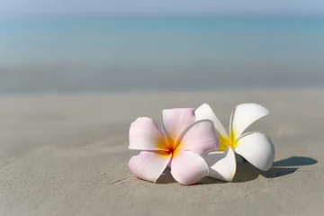Foto auf Acrylglas White and pink plumeria frangipani flowers on sandy beach in front of sea coast. Tropical exotic view. Travel vacation concept. Free copy space. © evso