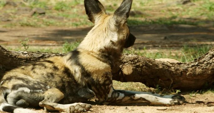 African wild dog laying down and something catches their attention