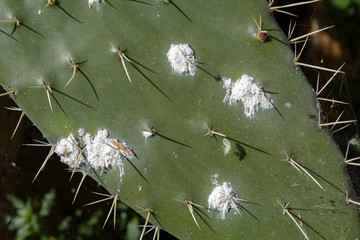 Higo chumbo (Opuntia maxima) afectado por la plaga de la cochinilla del carmín (Dactilopius Coccus)