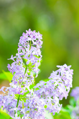 Obraz premium Spring branch of blossoming lilac. Lilac flowers bunch over blurred background. Purple lilac flower with blurred green leaves. Valentine's day. Copy space