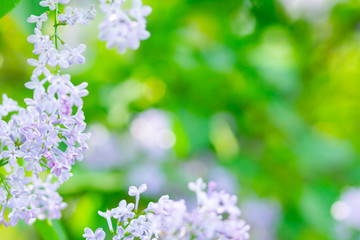 Obraz na płótnie Canvas Spring branch of blossoming lilac. Lilac flowers bunch over blurred background. Purple lilac flower with blurred green leaves. Valentine's day. Copy space