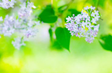 Naklejka na ściany i meble Spring branch of blossoming lilac. Lilac flowers bunch over blurred background. Purple lilac flower with blurred green leaves. Valentine's day. Copy space