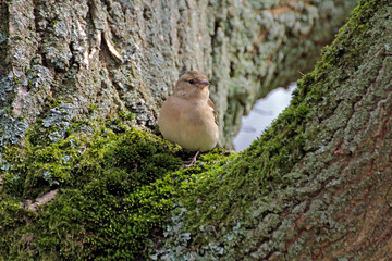 Spatz in Baumgabel