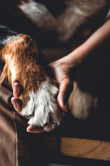 Dog paws and human hand close up. Conceptual image of friendship a dog. Bernese Mountain Dog