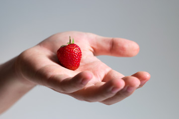 Obraz premium Hand holding Appetizing red ripe Fresh strawberry on gray background