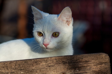 Cat peeking from Barn Door