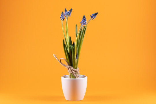 Grape hyacinths in a white flowerpot in front of orange background