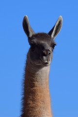 Guanaco in Argentinien