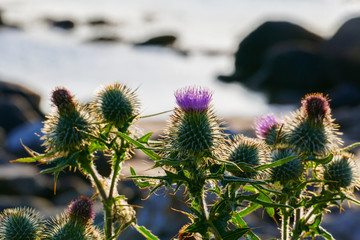 Schottische Distel, Blüte in Lila in den Highlands von Schottland