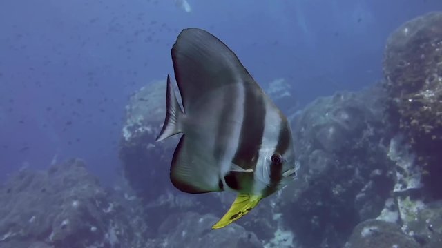 Beautiful tripical fish. A Longfin spadefish (Platax teira) lonely floats along the reef.