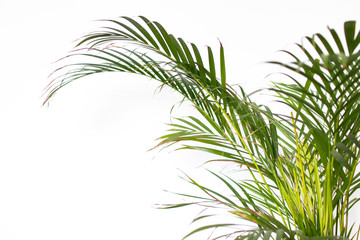 exotic foliage background green on white. Palm leaf on white background