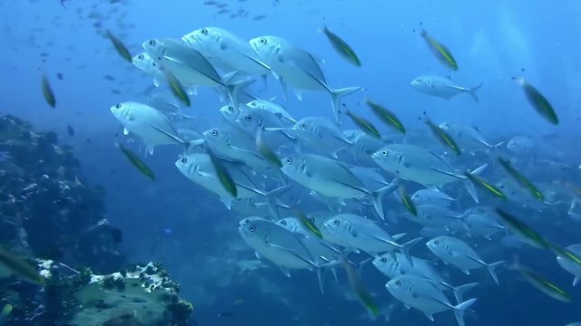 School of fish underwater at reef. Flock of different species of fish like tuna, caranx and other types with davers at backstage