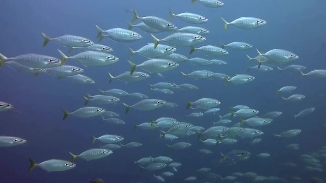 A tropical fish underwater background. A flock of tropical fish with yellow fins flopping around while scuba diving