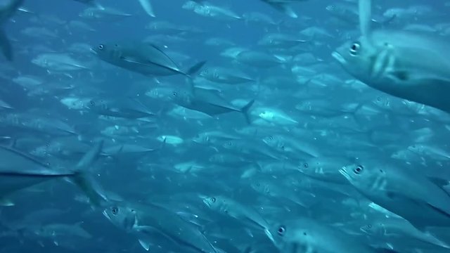 A flock of tuna fish underwater in light blue colors during diving tour