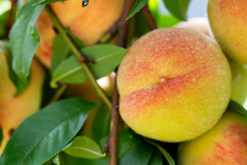 ripe peaches on a tree