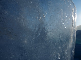 spiny plant close-up in winter on a snow background