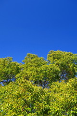 公園の早春の楠と青空