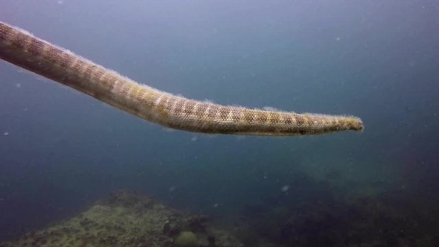 A large sea snake swims against a background of blue water. Chinese Seasnake (Black banded sea snake) against the water surface, scuba diving