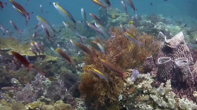 A tropical coral reef underwater background. A flock of small tropical fish with yellow fins flopping around while scuba diving