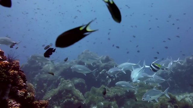 School of fish at the coral reef. Black and white fish floatind around the reef.