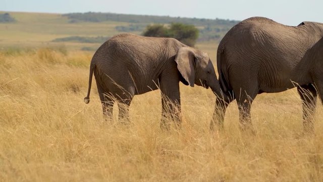 A Family Of African Elephant Spending Their Day In The Wild - Medium Shot