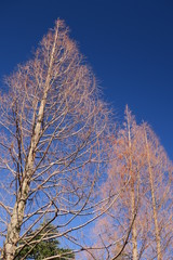 公園の早春のメタセコイアと青空