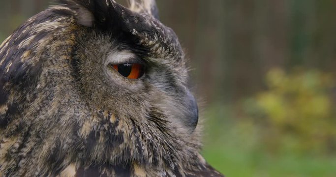 Close up slow motion shot of a owl in the nature with brown feathers and beatiful orange eyes, sitting and looking 4K