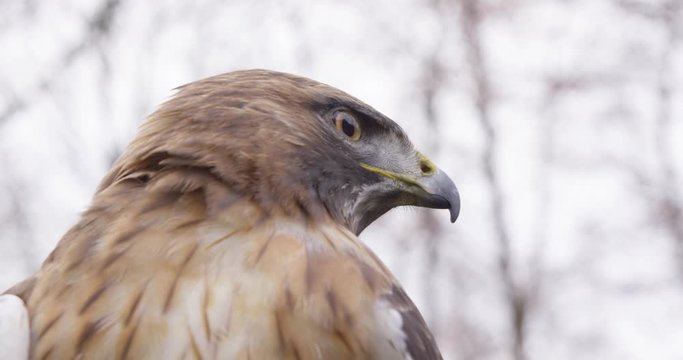 Close up slow motion shot of a falcon with beautiful eyes a beak and brown feathers in nature looking arround, 4K