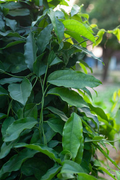 Tiliacora triandra herb or ( Bai-ya-nang)