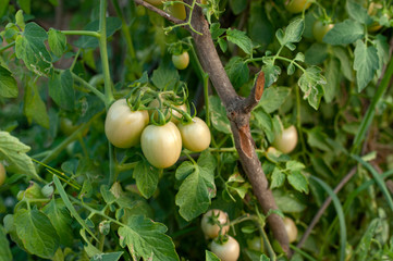 Obraz premium not ripe, green tomato on a branch in the farmer's garden. Bunch of big green tomatoes on a bush, growing selected tomato in a greenhouse.