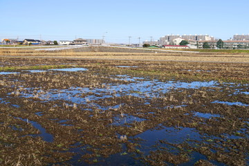 水たまりのある冬の朝の田圃風景