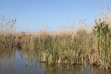 Albufera, Valencia