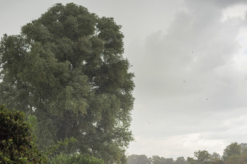 Trees under grey sky during heavy rainfall in spring.