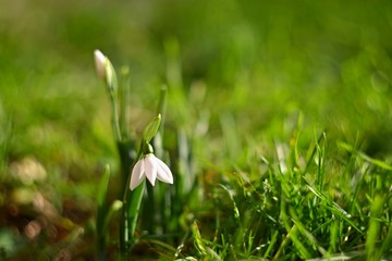 First spring flowers with colorful natural background on a sunny day. Beautiful little white snowdrops in the grass. End of winter season in nature. (Galanthus nivalis)