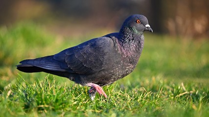 Animal - bird pigeon. Beautiful closeup shot of a pigeon in the wild. Colorful nature background with setting sun. Columba palumbus