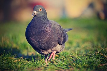 Animal - bird pigeon. Beautiful closeup shot of a pigeon in the wild. Colorful nature background with setting sun. Columba palumbus