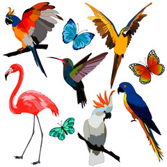 set of tropical birds and butterflies, isolate on a white background, bird for clothing design, bright parrots