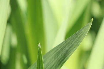 Green grass with one water drops after rain on morning