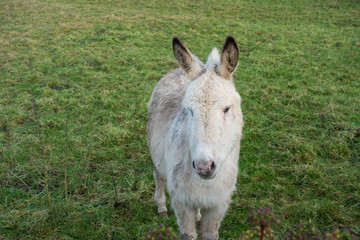 Young donkey foal on a farm in County Roscommon in the west of Ireland.