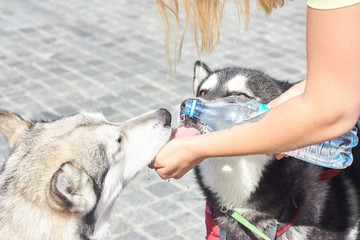 The owner of two Alaskan Malamutes gives them water from bottle