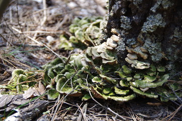Colored polypore on the bark of affected trees
