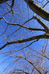 花芽をつけ始めた早春の桜の木と青空
