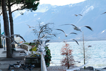 seagulls birds close to a lake