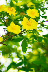 Yellow dog rose. Rosa canina flowers with green leaves on a blurry background. Blooming wild yellow rose bush. Yellow dog rose (Rosa canina) on a bokeh. Copy space